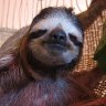 Sloth